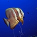 batfish_longfin_jr_v_0705_png0350.jpg